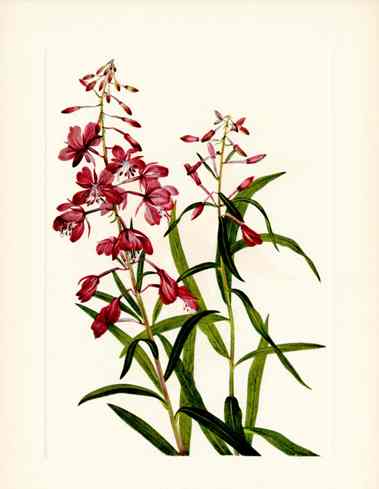 Mary Vaux Walcott 1925 Print Fireweed