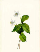 Mary Vaux Walcott 1925 Print Forest Anemone - Panteek Antique Prints