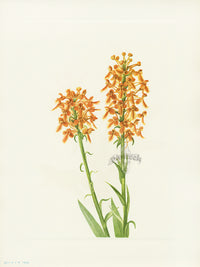 Mary Vaux Walcott 1925 Print Fringe Orchid - Panteek Antique Prints