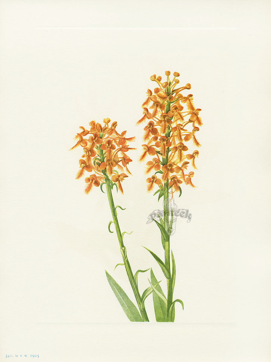 Mary Vaux Walcott 1925 Print Fringe Orchid