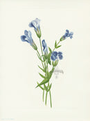 Mary Vaux Walcott 1925 Print Fringed Gentian - Panteek Antique Prints