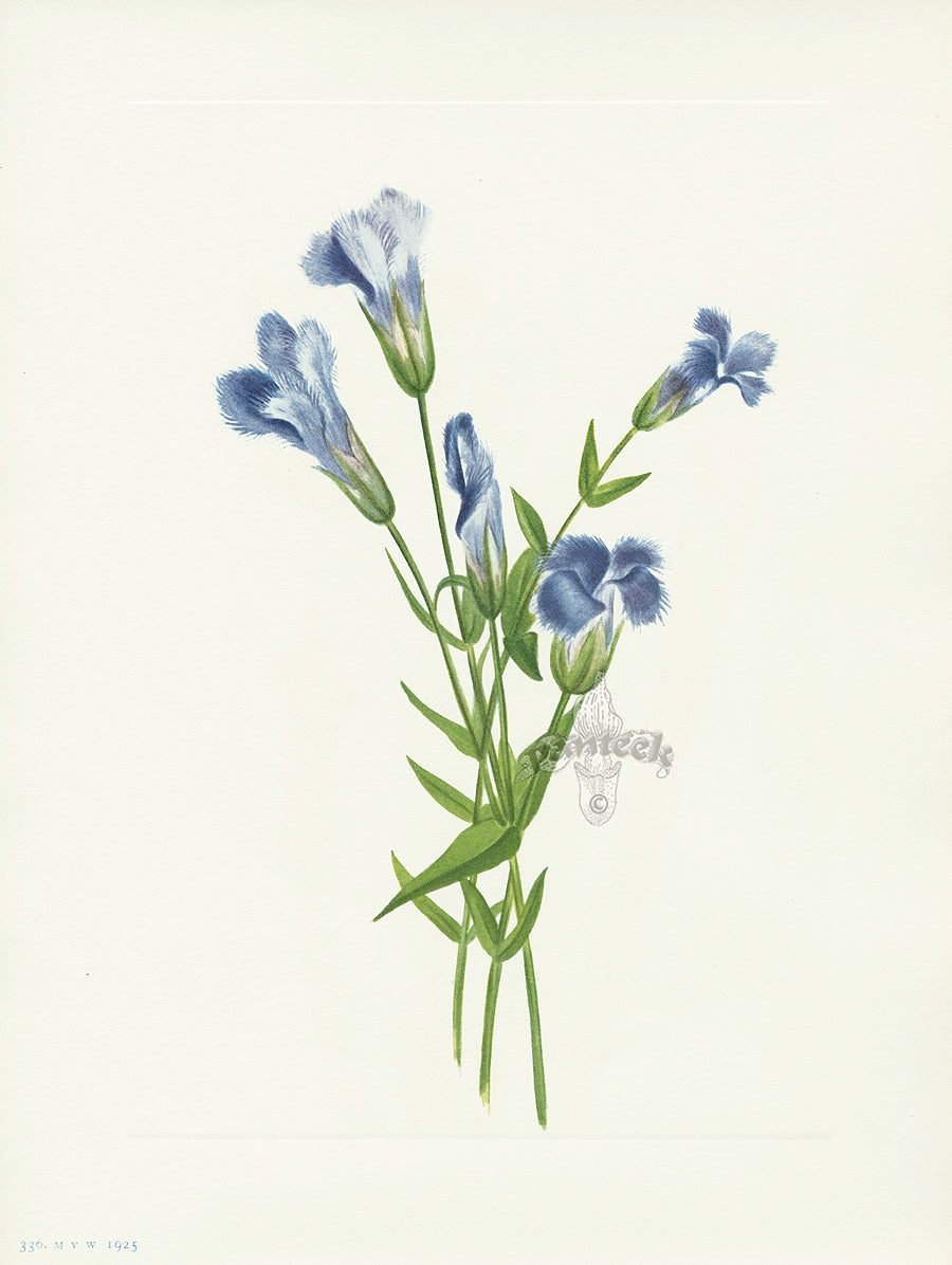 Mary Vaux Walcott 1925 Print Fringed Gentian