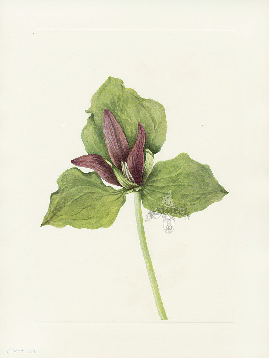 Mary Vaux Walcott 1925 Print Giant Trillium