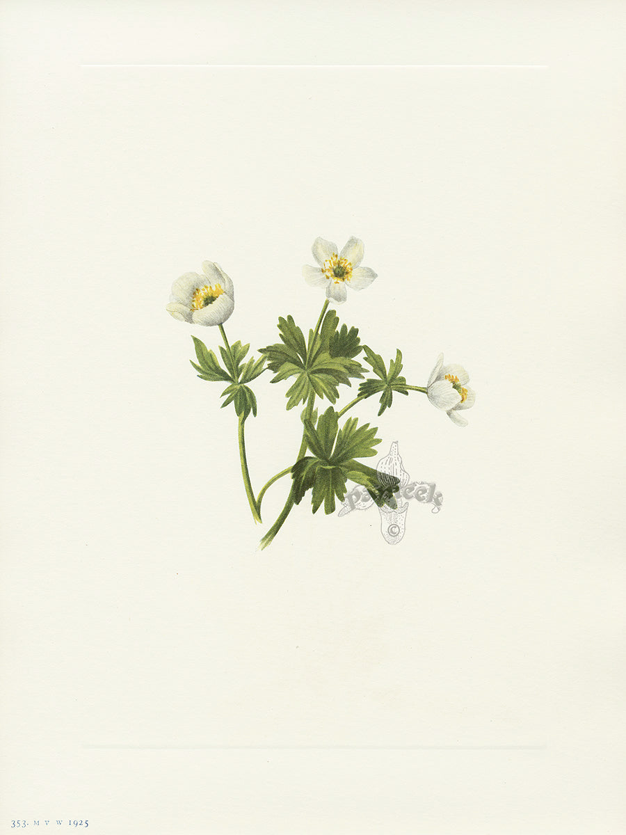 Mary Vaux Walcott 1925 Print Globeflower