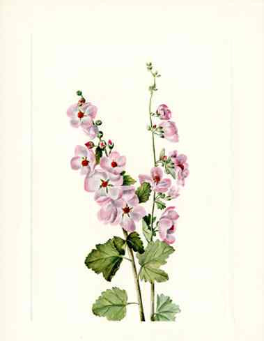 Mary Vaux Walcott 1925 Print Globemallow