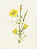 Mary Vaux Walcott 1925 Print Goldenbowl Mariposa - Panteek Antique Prints