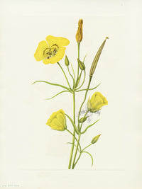 Mary Vaux Walcott 1925 Print Goldenbowl Mariposa - Panteek Antique Prints