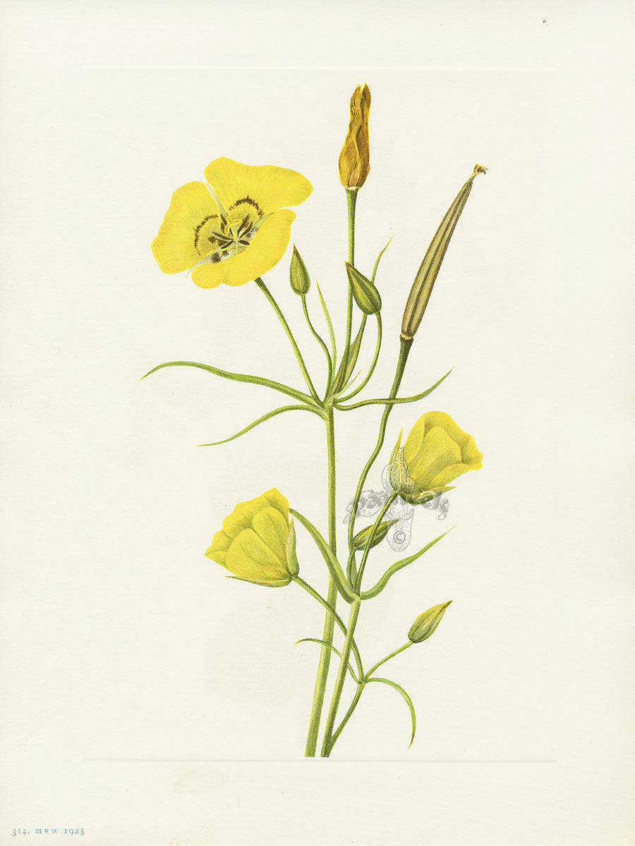 Mary Vaux Walcott 1925 Print Goldenbowl Mariposa