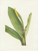 Mary Vaux Walcott 1925 Print Goldenclub - Panteek Antique Prints