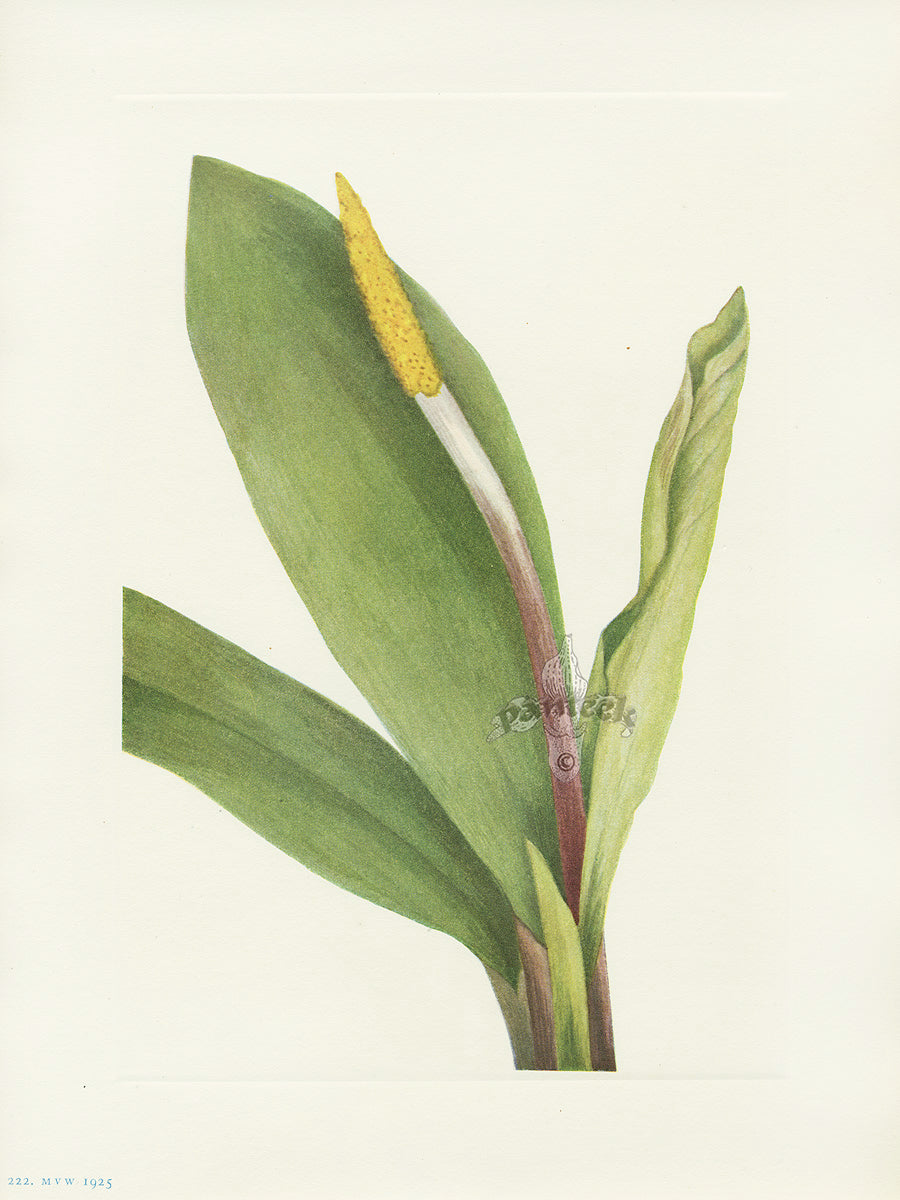 Mary Vaux Walcott 1925 Print Goldenclub