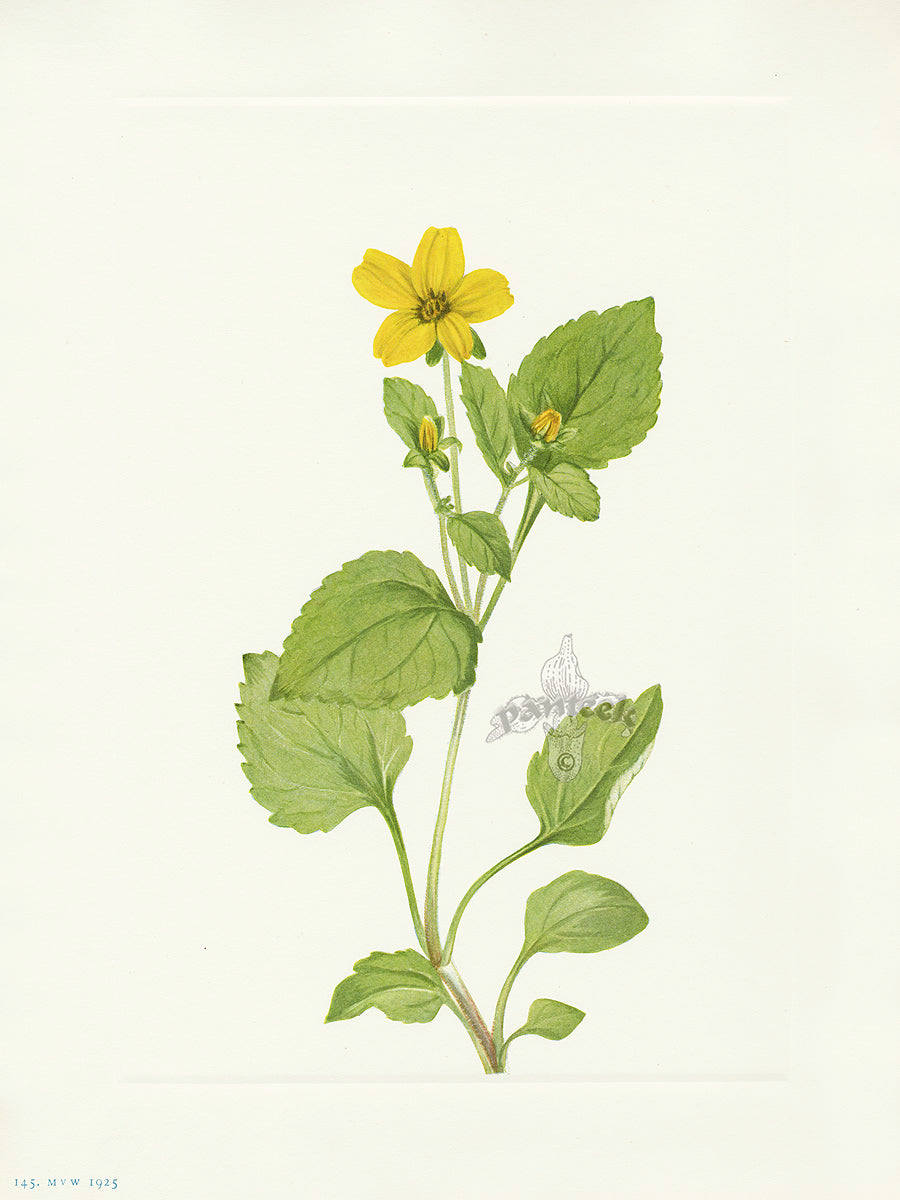 Mary Vaux Walcott 1925 Print Goldenstar