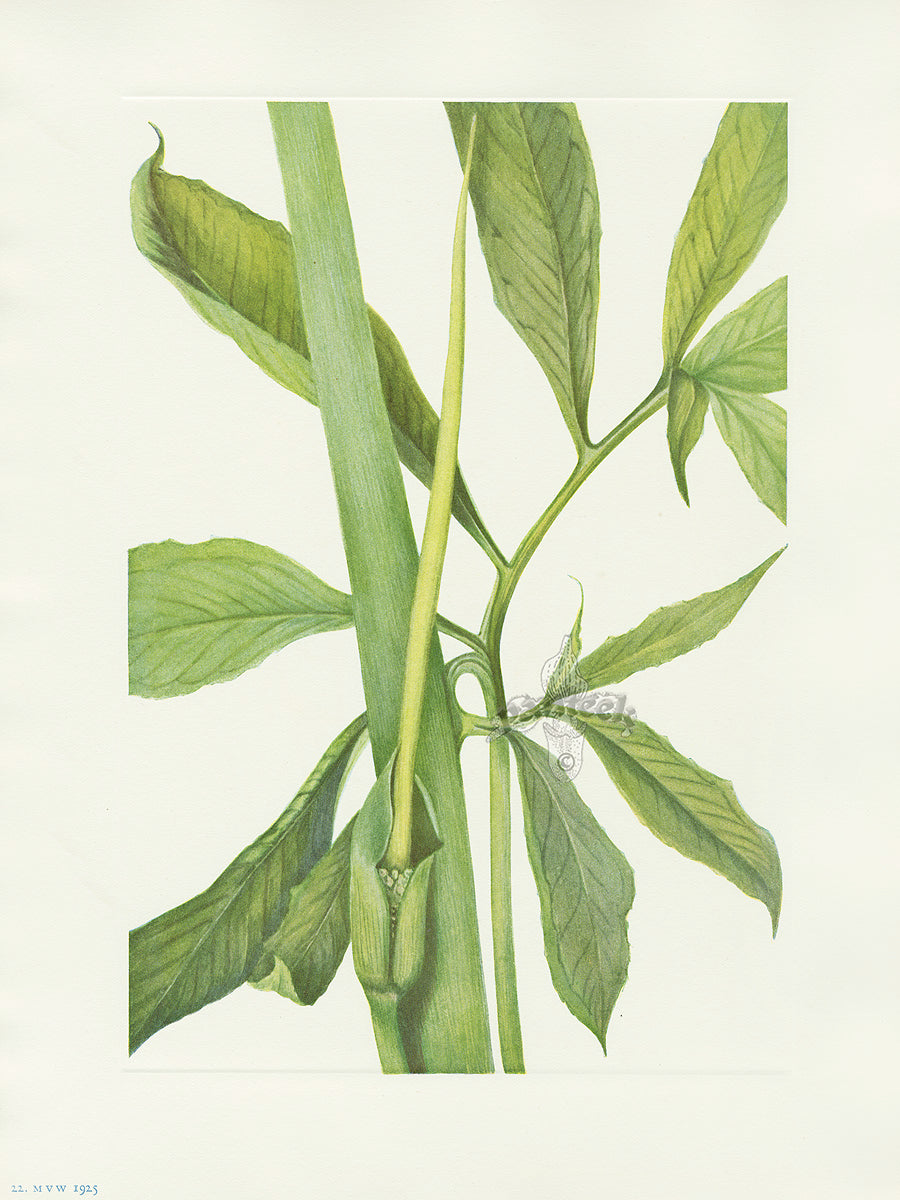 Mary Vaux Walcott 1925 Print Greendragon