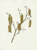 Mary Vaux Walcott 1925 Print Hazel Alder - Panteek Antique Prints