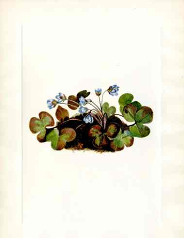 Mary Vaux Walcott 1925 Print Hepatica