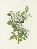 Mary Vaux Walcott 1925 Print Highbrush Blackberry - Panteek Antique Prints