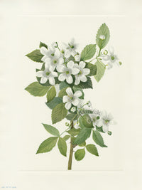 Mary Vaux Walcott 1925 Print Highbrush Blackberry - Panteek Antique Prints