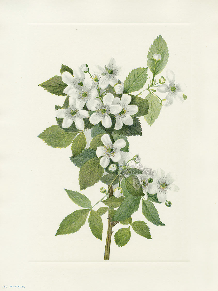 Mary Vaux Walcott 1925 Print Highbrush Blackberry