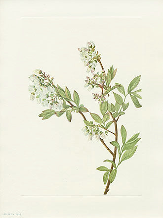 Mary Vaux Walcott 1925 Print Highbush Blueberry