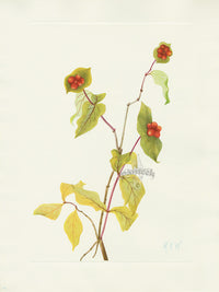 Mary Vaux Walcott 1925 Print Honeysuckle (fruit) - Panteek Antique Prints