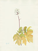 Mary Vaux Walcott 1925 Print Ivory Baneberry - Panteek Antique Prints