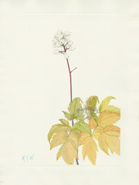 Mary Vaux Walcott 1925 Print Ivory Baneberry - Panteek Antique Prints