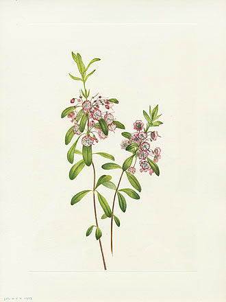 Mary Vaux Walcott 1925 Print Lambkill