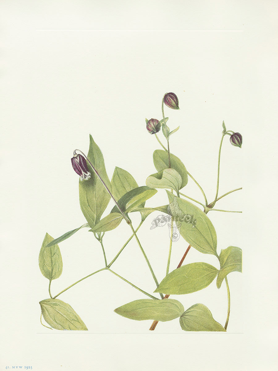 Mary Vaux Walcott 1925 Print Leatherflower