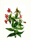 Mary Vaux Walcott 1925 Print Lewis Monkeyflower - Panteek Antique Prints