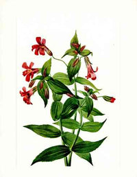 Mary Vaux Walcott 1925 Print Lewis Monkeyflower - Panteek Antique Prints