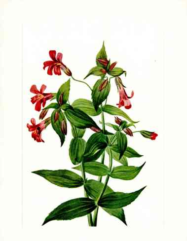 Mary Vaux Walcott 1925 Print Lewis Monkeyflower