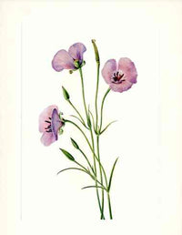 Mary Vaux Walcott 1925 Print Lilac Mariposa - Panteek Antique Prints