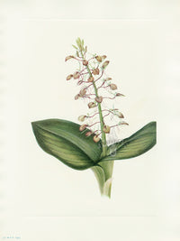 Mary Vaux Walcott 1925 Print Lily Twayblade - Panteek Antique Prints