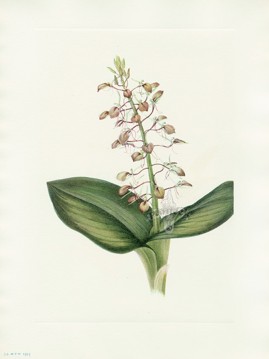 Mary Vaux Walcott 1925 Print Lily Twayblade