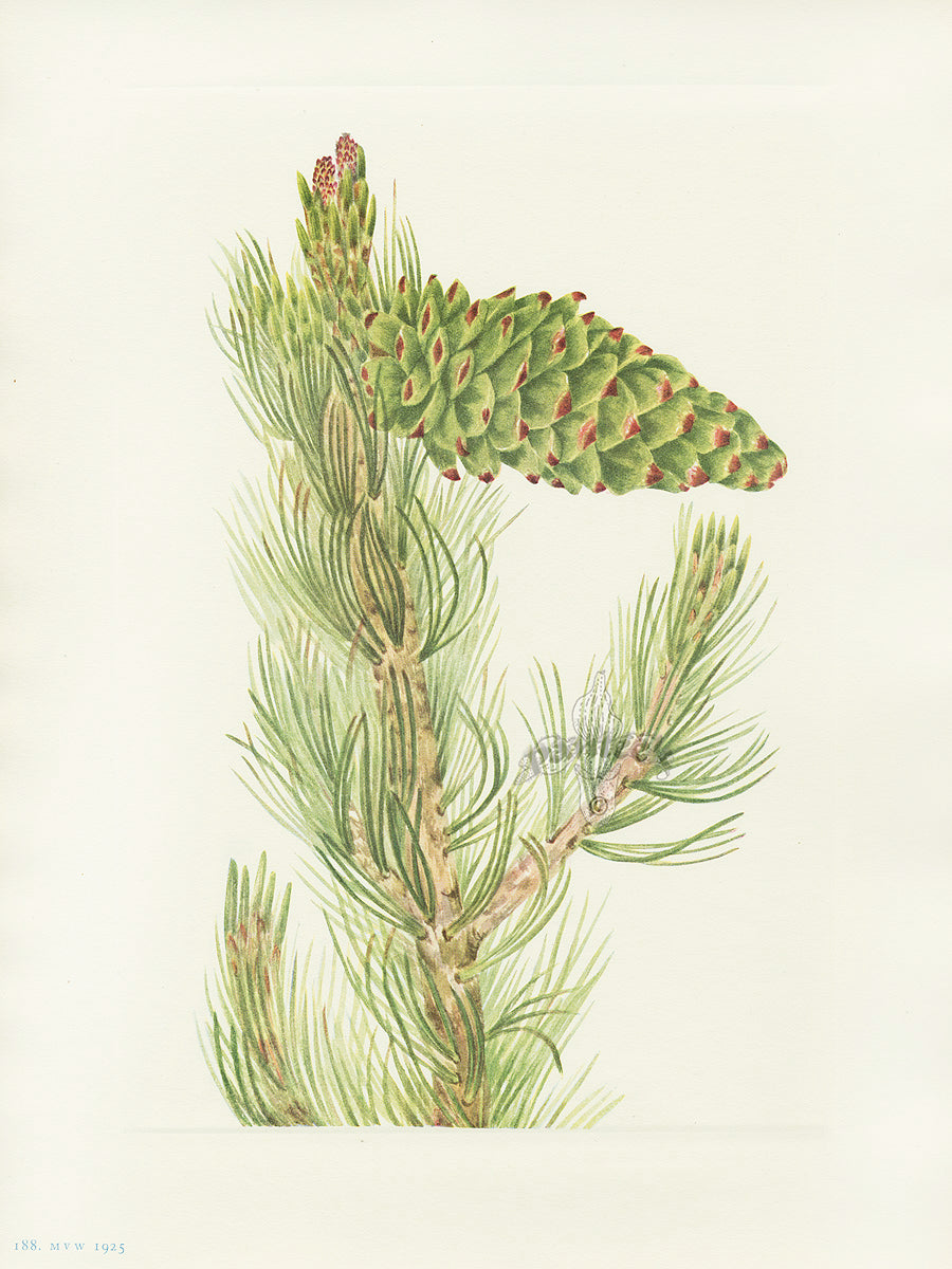 Mary Vaux Walcott 1925 Print Limber Pine