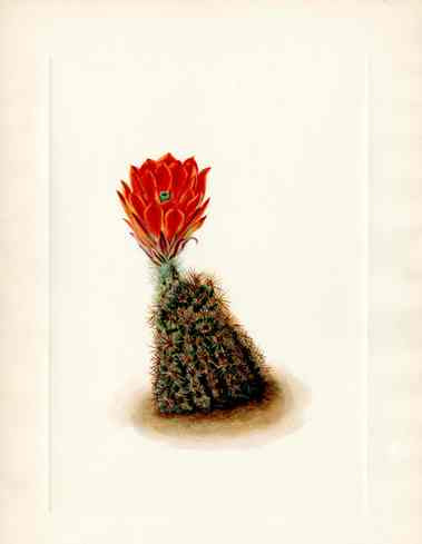Mary Vaux Walcott 1925 Print Lloyd's Strawberry Cactus