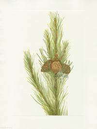 Mary Vaux Walcott 1925 Print Lodgepole Pine - Panteek Antique Prints