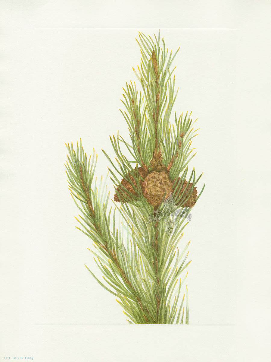Mary Vaux Walcott 1925 Print Lodgepole Pine