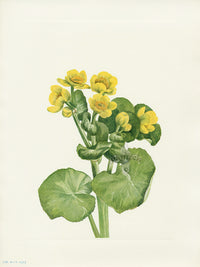 Mary Vaux Walcott 1925 Print Marshmarigold - Panteek Antique Prints