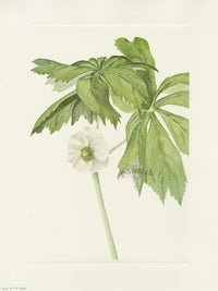 Mary Vaux Walcott 1925 Print Mayapple - Panteek Antique Prints
