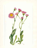 Mary Vaux Walcott 1925 Print Meadow Fleabane - Panteek Antique Prints