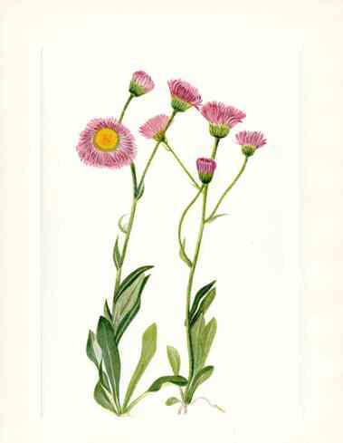 Mary Vaux Walcott 1925 Print Meadow Fleabane