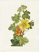 Mary Vaux Walcott 1925 Print Mexican Fremontia - Panteek Antique Prints