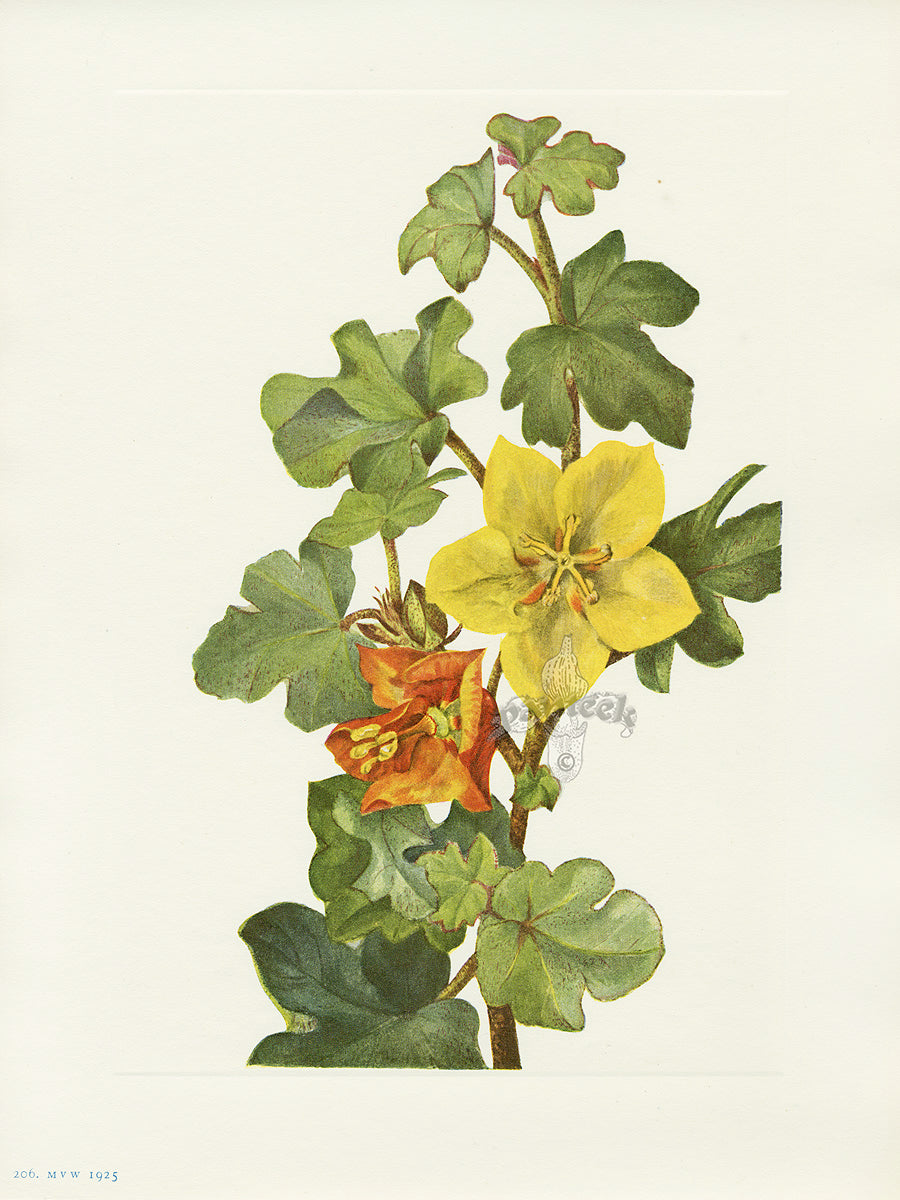 Mary Vaux Walcott 1925 Print Mexican Fremontia