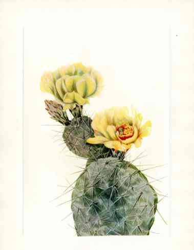Mary Vaux Walcott 1925 Print Missouri Pricklypear