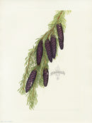 Mary Vaux Walcott 1925 Print Mountain Hemlock - Panteek Antique Prints