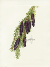 Mary Vaux Walcott 1925 Print Mountain Hemlock - Panteek Antique Prints