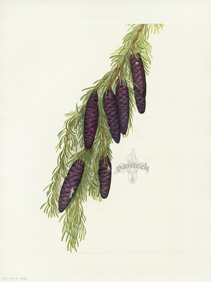 Mary Vaux Walcott 1925 Print Mountain Hemlock