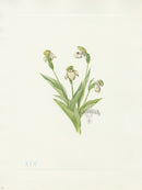 Mary Vaux Walcott 1925 Print Northern Ladyslipper - Panteek Antique Prints