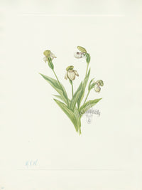 Mary Vaux Walcott 1925 Print Northern Ladyslipper - Panteek Antique Prints