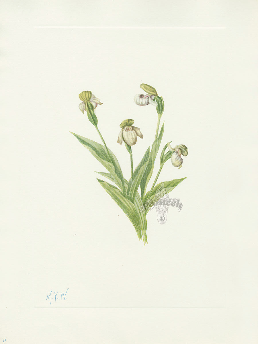 Mary Vaux Walcott 1925 Print Northern Ladyslipper